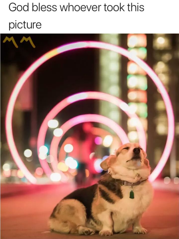 corgi lights - God bless whoever took this picture