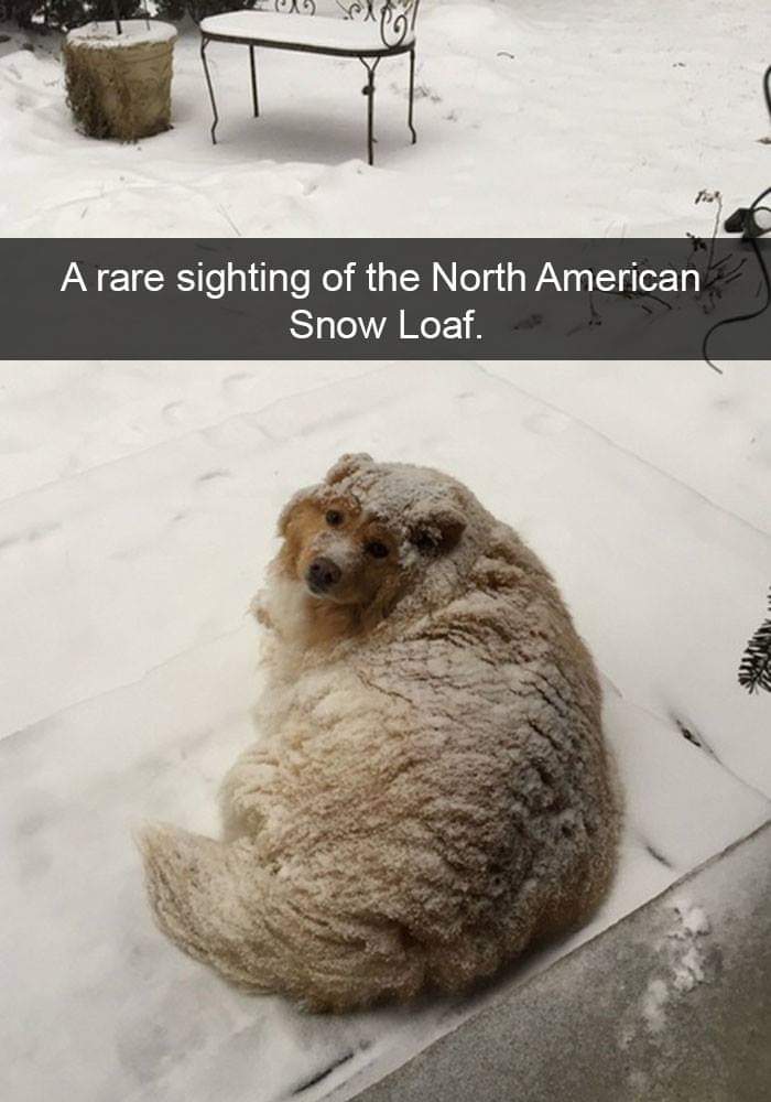 north american snow loaf - A rare sighting of the North American Snow Loaf.
