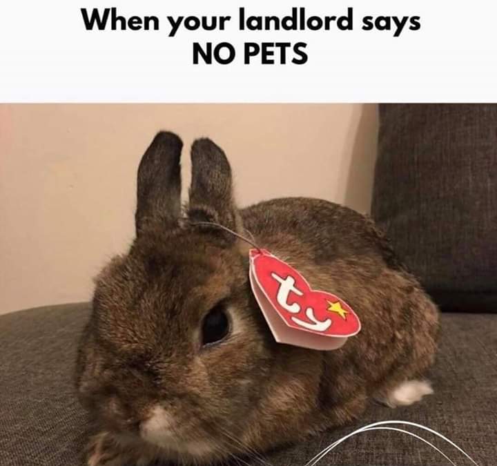 no more pets meme - When your landlord says No Pets