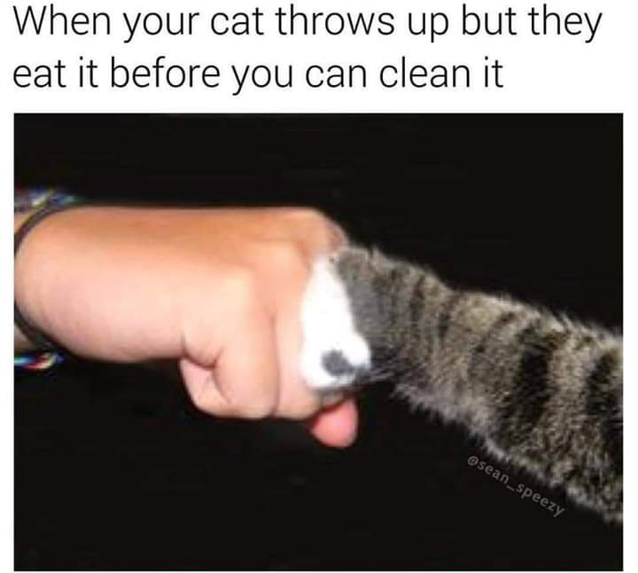 teamwork makes the dreamwork funny - When your cat throws up but they eat it before you can clean it