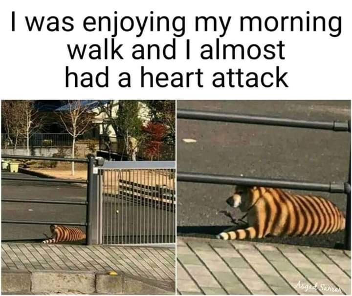 almost had a heart attack - I was enjoying my morning walk and I almost had a heart attack Pesgad Sabran