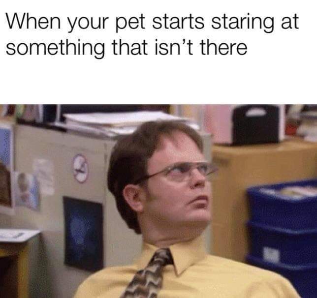 your pet stares at something that isn t there - When your pet starts staring at something that isn't there