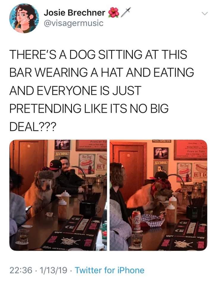 Dog - Josie Brechner 8 X There'S A Dog Sitting At This Bar Wearing A Hat And Eating And Everyone Is Just Pretending Its No Big Deal??? Ftes pt Te Icohol Icohol 11319 . Twitter for iPhone