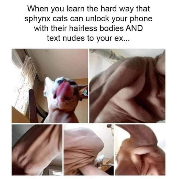 showed you my butthole - When you learn the hard way that sphynx cats can unlock your phone with their hairless bodies And text nudes to your ex...
