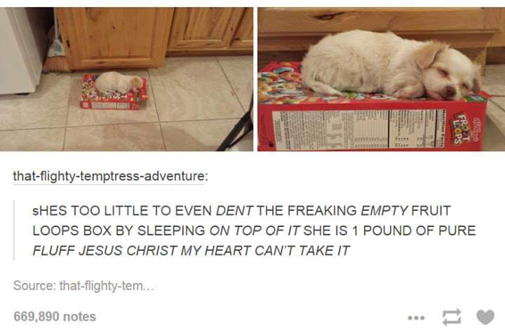 good and pure doggo - Gro Cops thatflightytemptressadventure Shes Too Little To Even Dent The Freaking Empty Fruit Loops Box By Sleeping On Top Of It She Is 1 Pound Of Pure Fluff Jesus Christ My Heart Can'T Take It Source thatflightytem... 669,890 notes