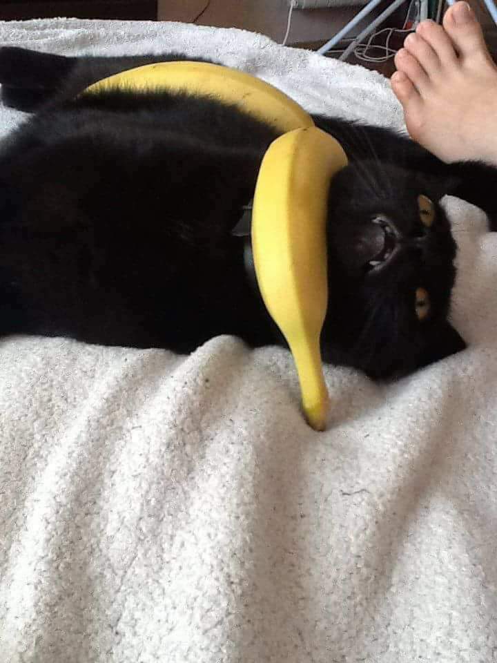 he no like banana