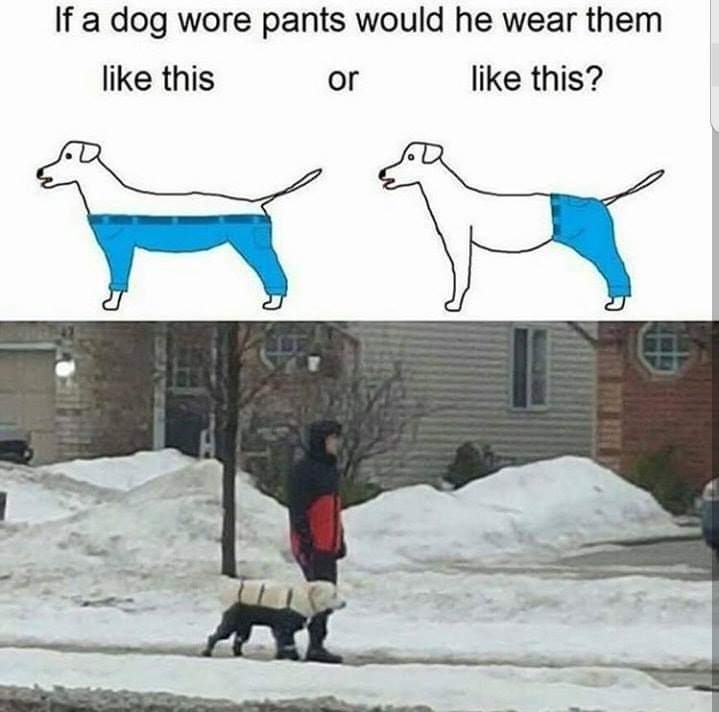 if dogs wore pants - If a dog wore pants would he wear them this or this?