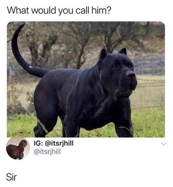 would you call this dog sir meme - What would you call him? Ig Sir