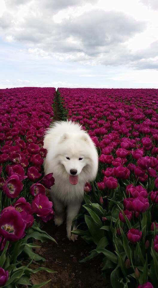 dogs in flower fields