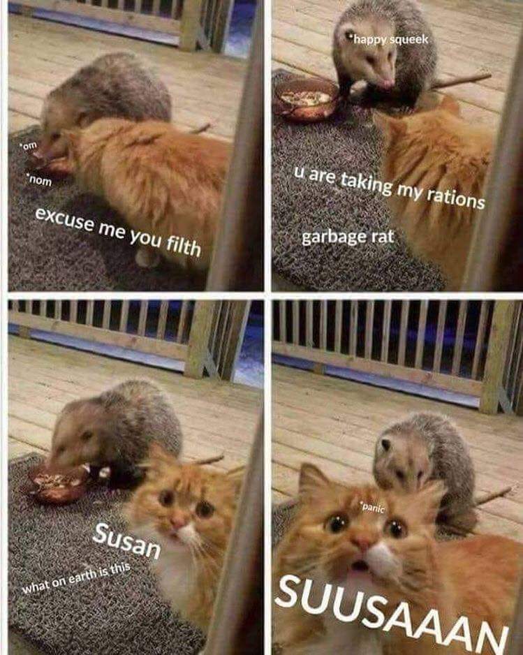 funny animal memes clean - "happy squeek u are taking my rations nom excuse me you filth garbage rat panic Susan what on earth is th Suusaaan