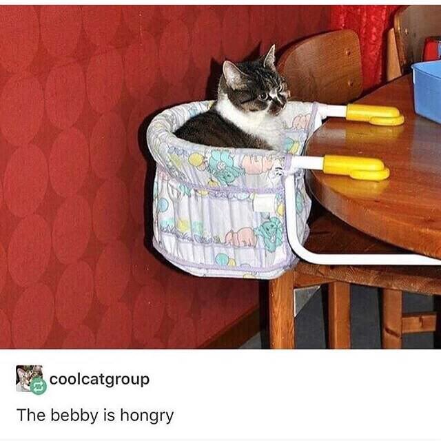 bebby is hongry - coolcatgroup The bebby is hongry