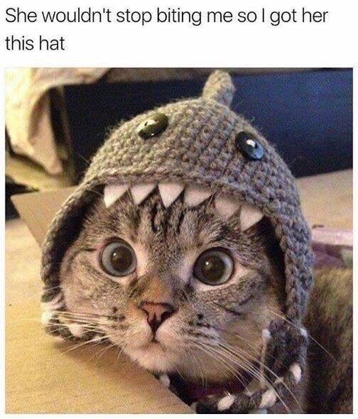 cat cute meme - She wouldn't stop biting me so I got her this hat