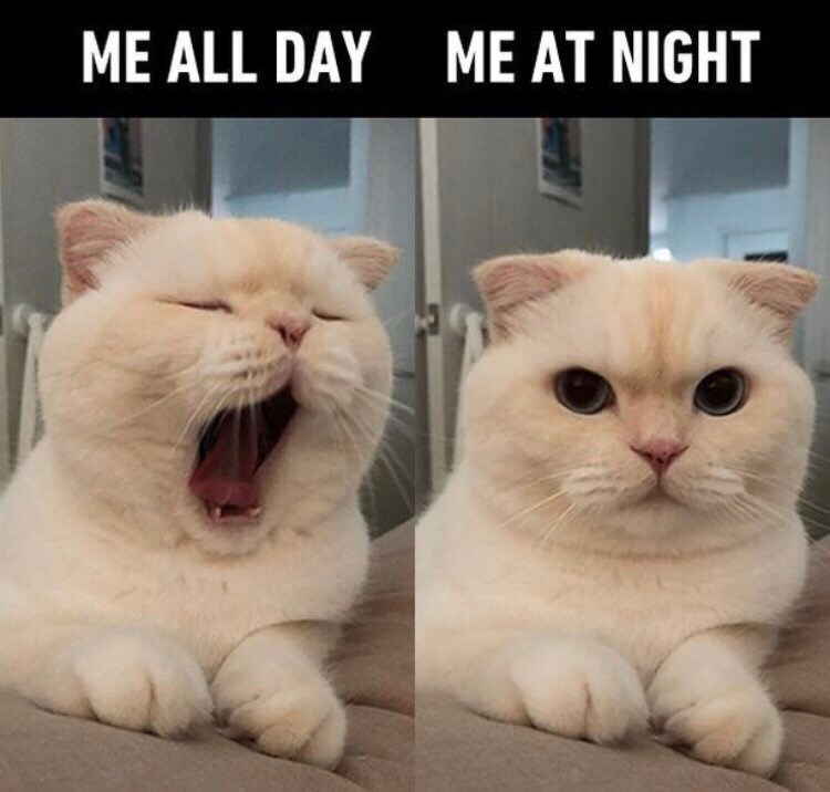funny animal - Me All Day Me At Night