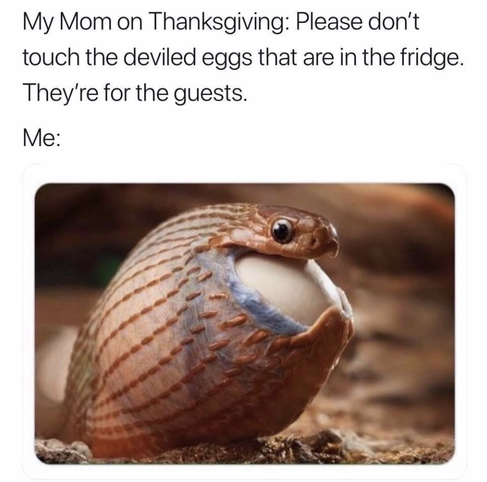 snake swallowing egg - My Mom on Thanksgiving Please don't touch the deviled eggs that are in the fridge. They're for the guests. Me