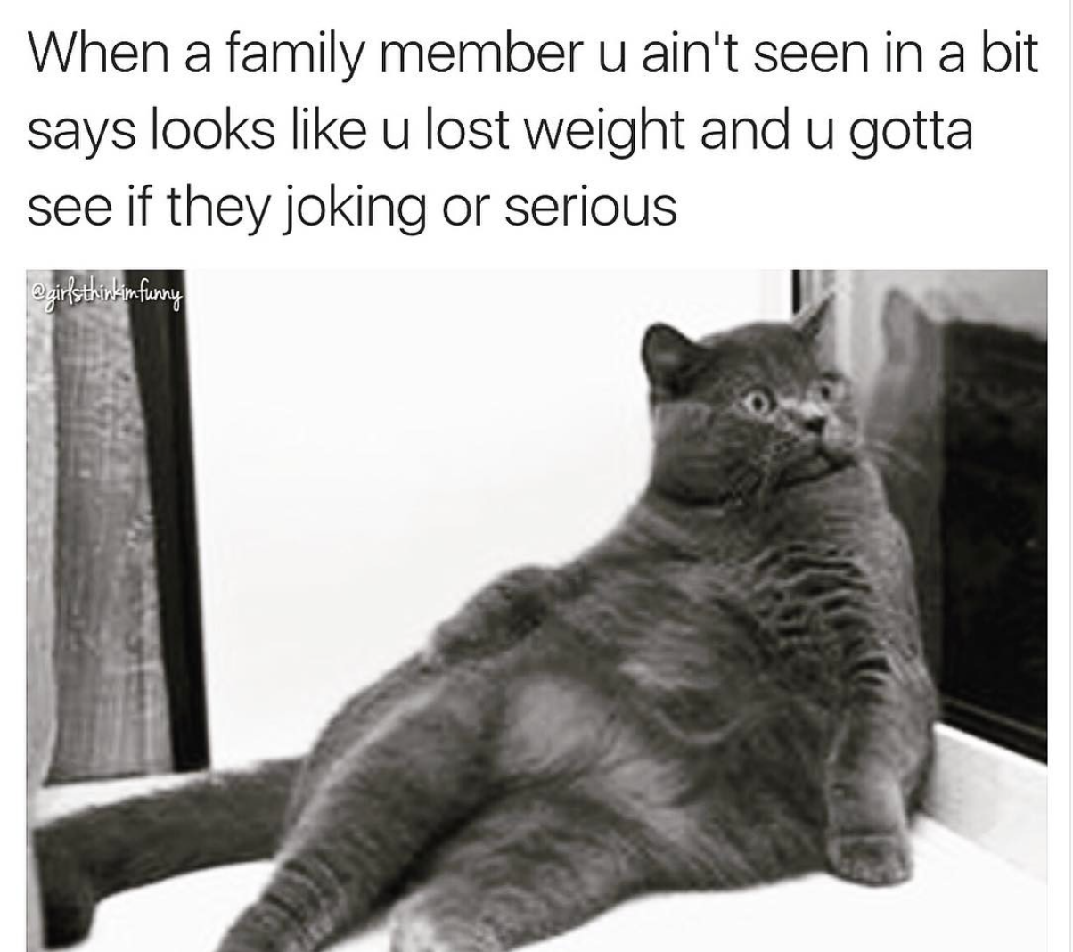 british blue cat fat - When a family member u ain't seen in a bit says looks u lost weight and u gotta see if they joking or serious girlsthirkumfurry