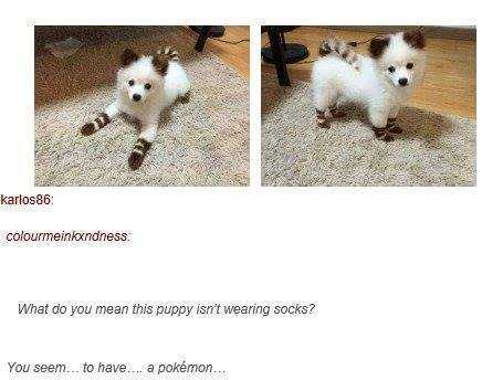 pokemon dog meme - karlos86 colourmeinkandness. What do you mean this puppy isn't wearing socks? You seem to have.... a pokmon...