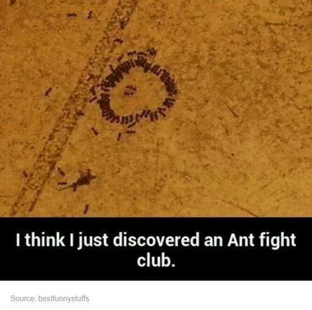 ants fight club - I think I just discovered an Ant fight club. Source bestfunnystuffs