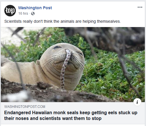 memes - seals eels - 1 Washington Post 16 hrs Scientists really don't think the animals are helping themsealves. Washingtonpost.Com Endangered Hawaiian monk seals keep getting eels stuck up their noses and scientists want them to stop