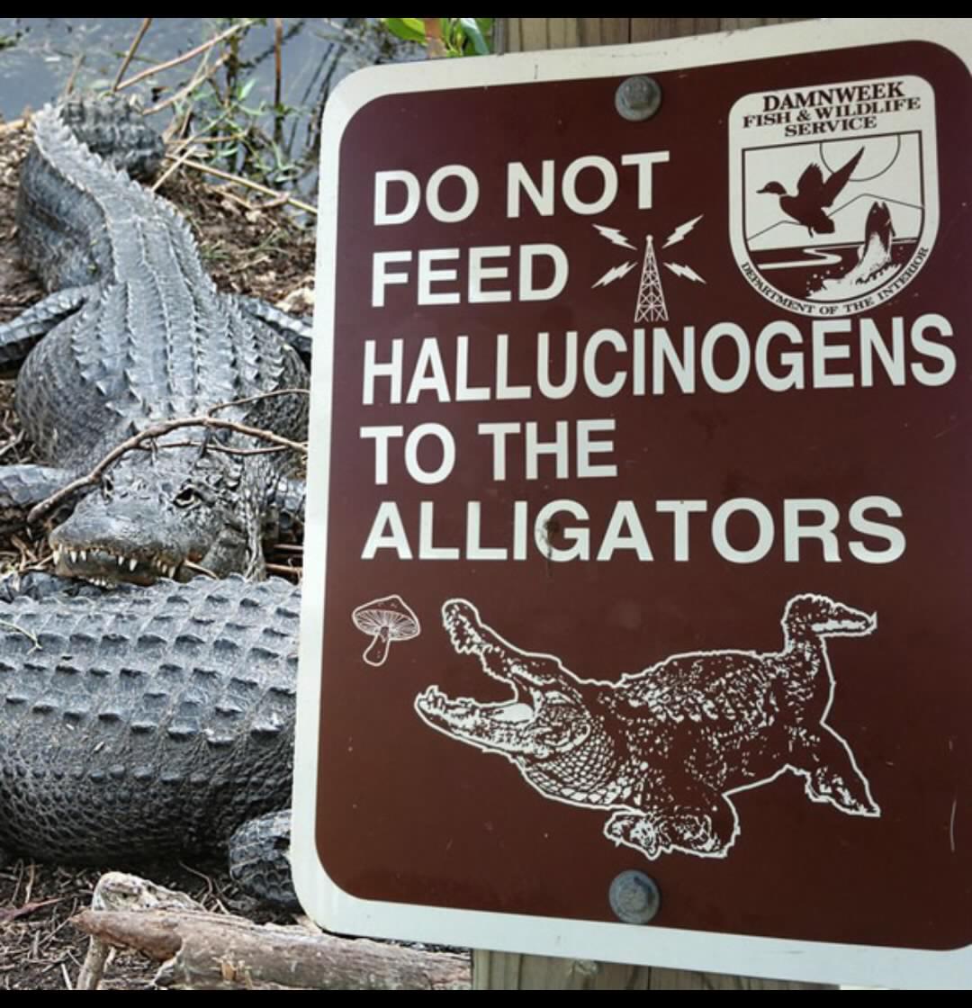 memes - do not feed hallucinogens to the alligators - Damnweek Fish & Wildlife Service Der Olent On Do Not Feed Hallucinogens To The Alligators