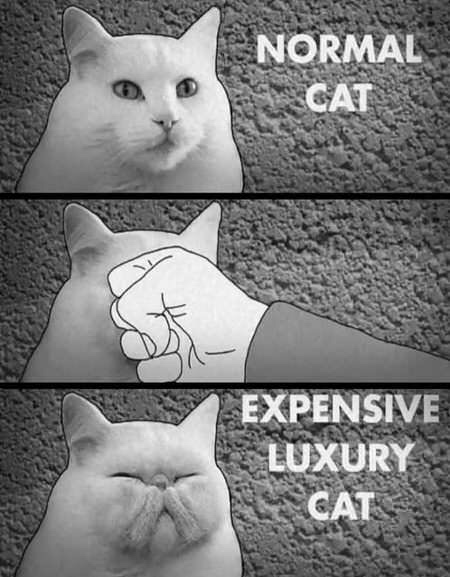 memes - normal cat expensive luxury cat - Normal Cat Expensive Luxury Cat