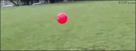 funny gif of dog getting thrown in the air by a ball