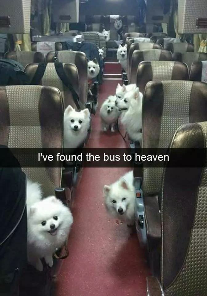 snpachat about the bus to heaven with pic of bus full of fluffy dogs