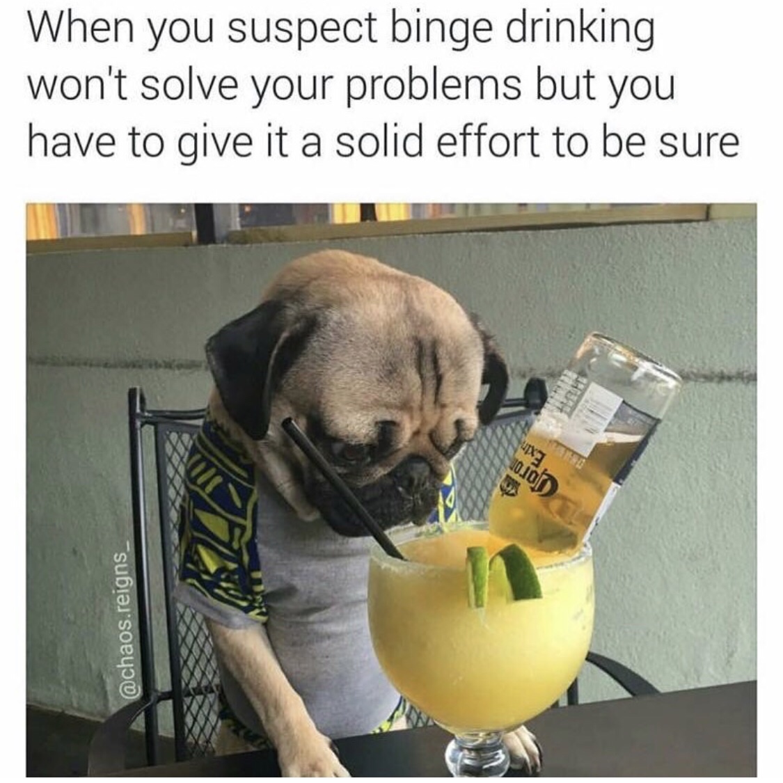 meme about binge drinking with pic of pug dog next to a cocktail