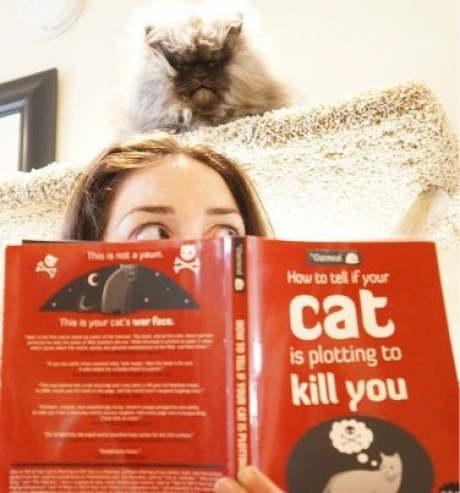 memes -cat plotting to kill you - How to tell if your cat This is your cat's worfo is plotting to kill you