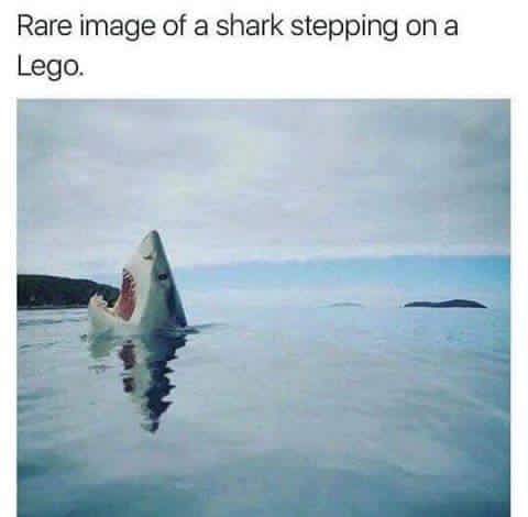 memes -rare photo of shark stepping on a lego - Rare image of a shark stepping on a Lego.