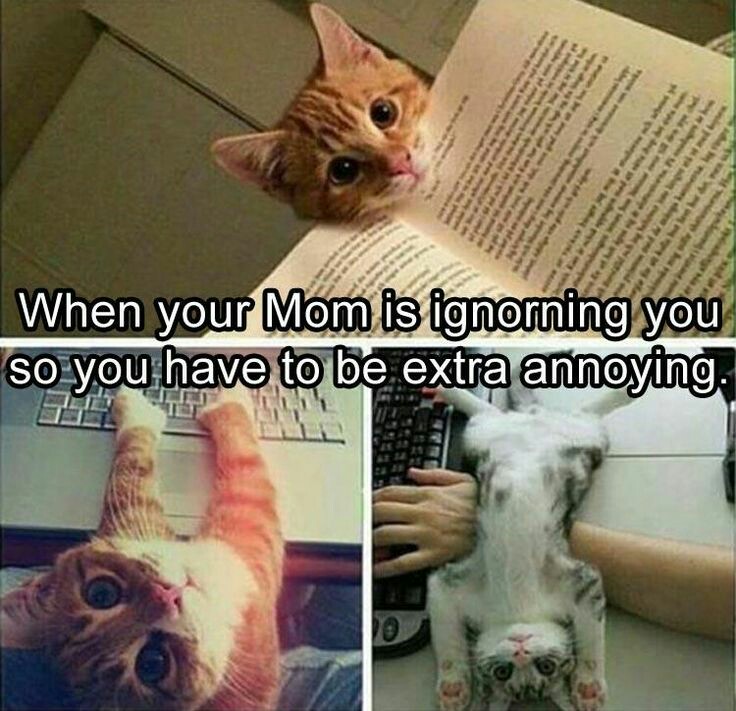 memes - need attention meme - When your Mom is ignorning you so you have to be extra annoying.