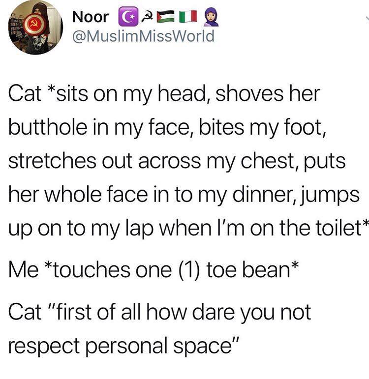 memes - Noor G2EUQ Cat sits on my head, shoves her butthole in my face, bites my foot, stretches out across my chest, puts her whole face in to my dinner, jumps up on to my lap when I'm on the toilet Me touches one 1 toe bean Cat "first of all how dare yo