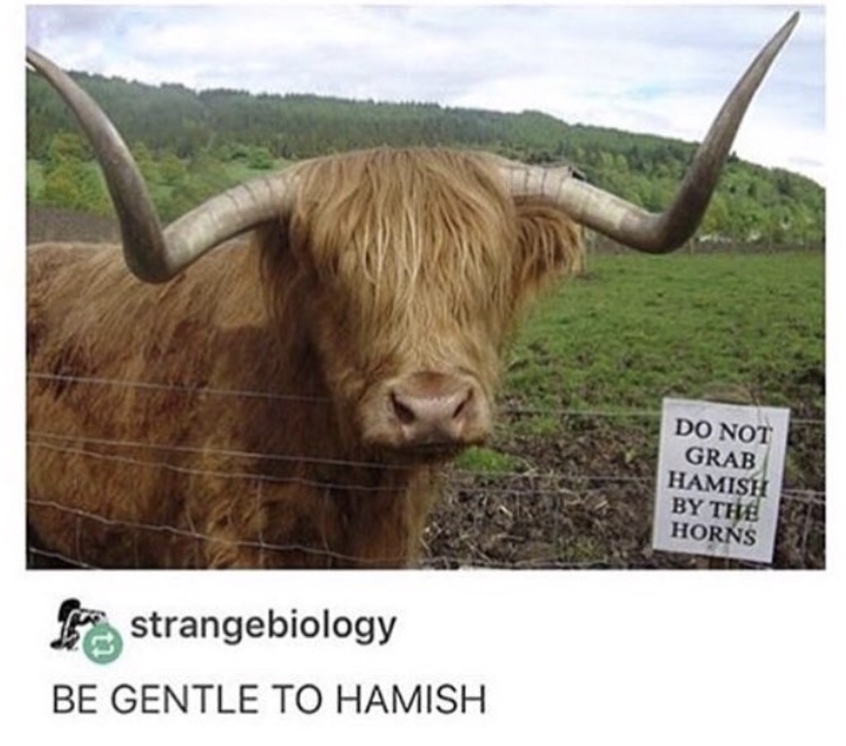 memes - do not grab hamish by the horns - Do Not Grab Hamish By The Horns strangebiology Be Gentle To Hamish