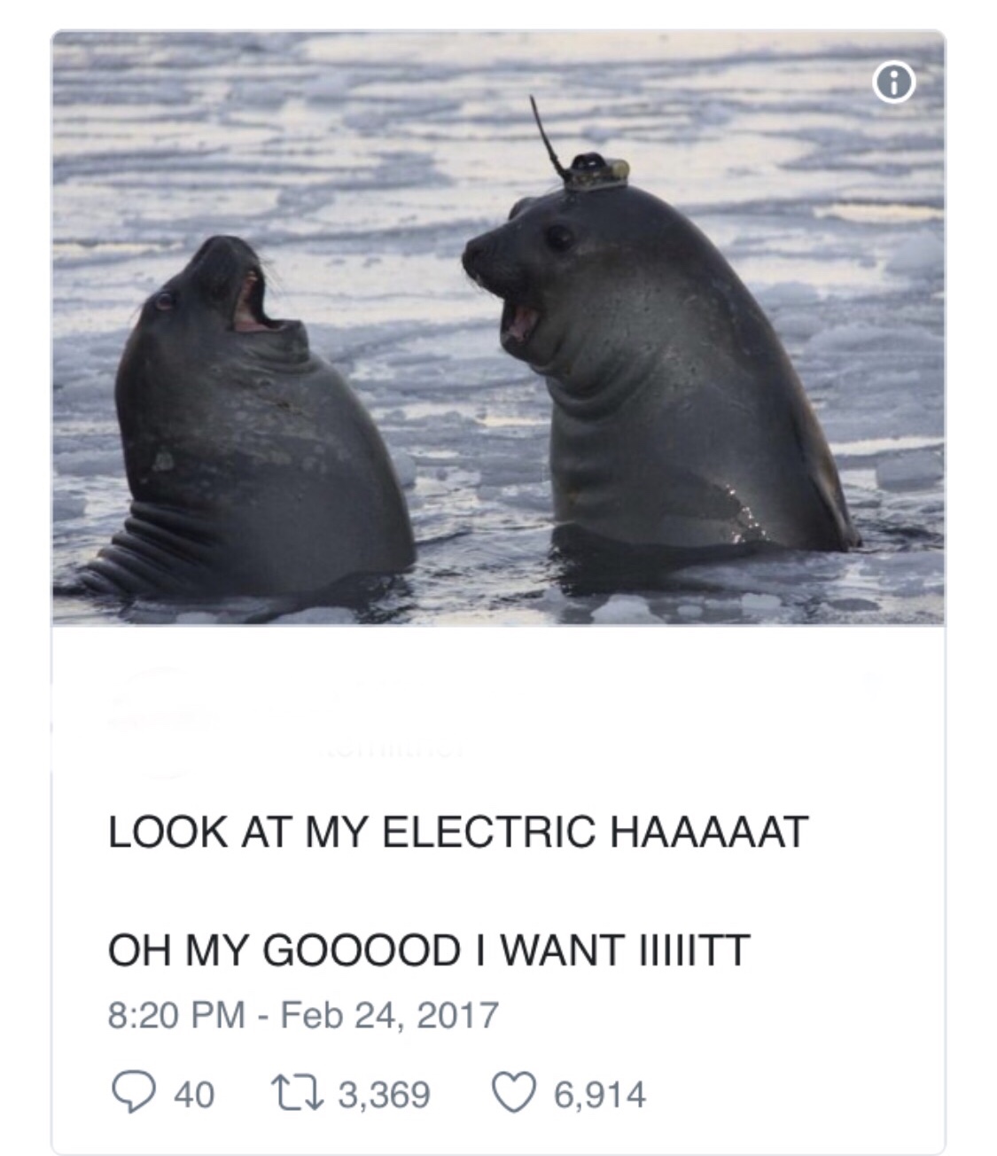 memes - sea lion
