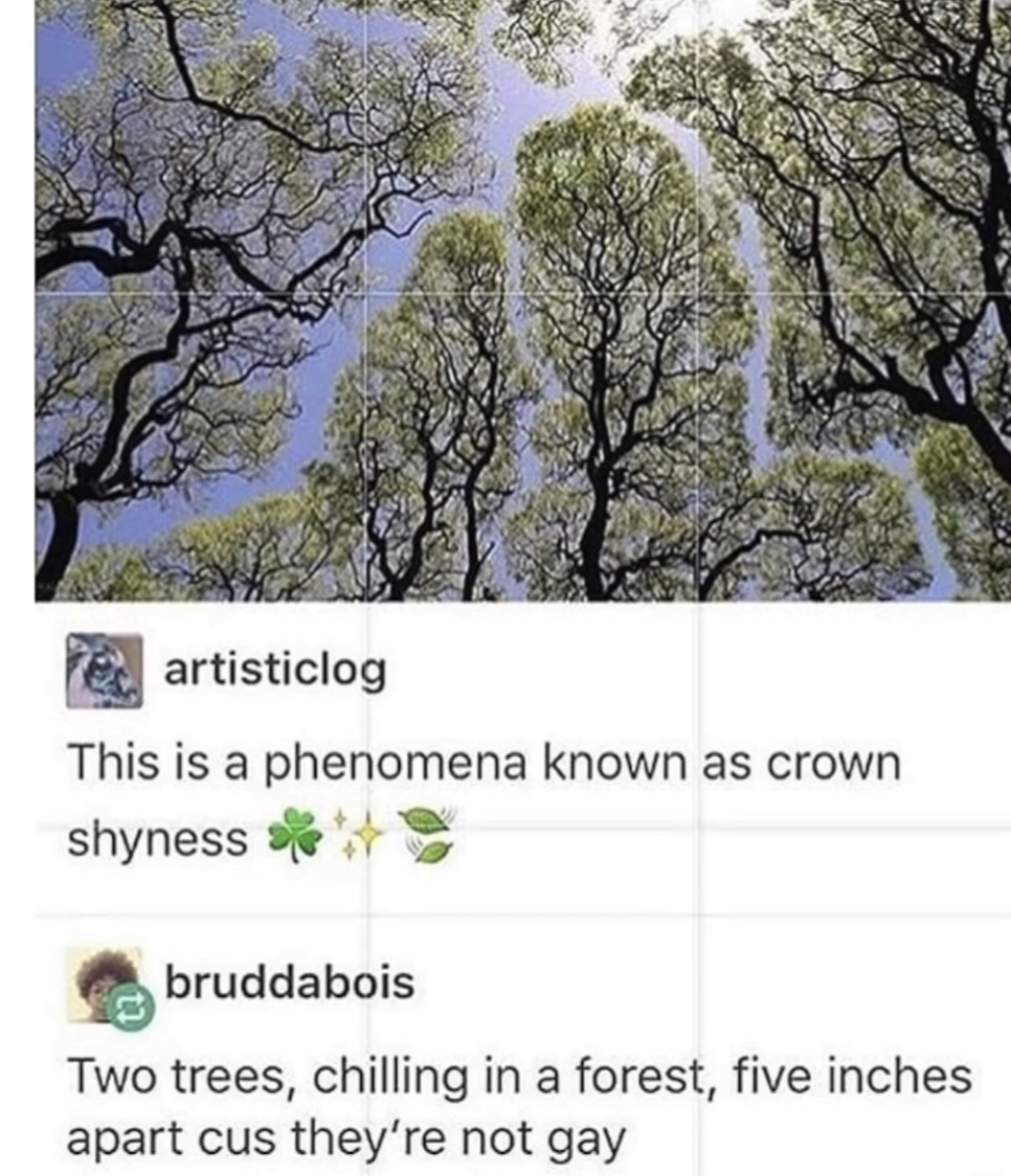 memes - camphor trees crown shyness - Per artisticlog This is a phenomena known as crown shyness bruddabois Two trees, chilling in a forest, five inches apart cus they're not gay