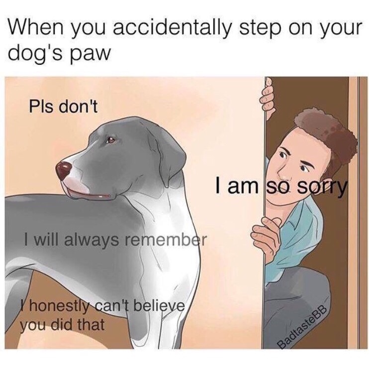 memes- dog step on paw meme - When you accidentally step on your dog's paw Pls don't I am so sorry I will always remember Yhonestly can't believe you did that BadtasteBB