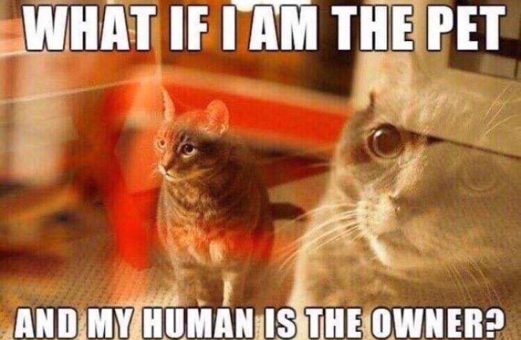 memes- if i am the pet - What If I Am The Pet And My Human Is The Owner?