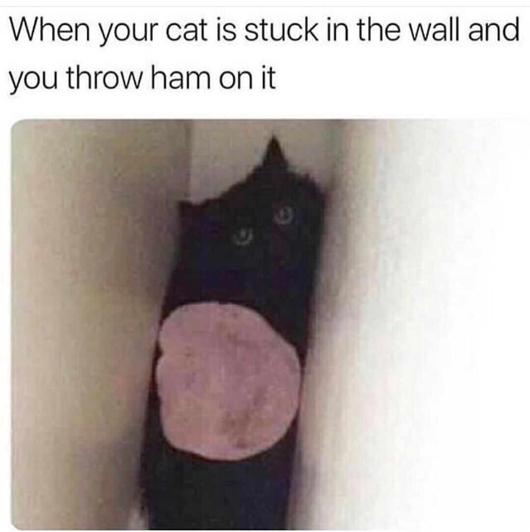 cat stuck ham - When your cat is stuck in the wall and you throw ham on it