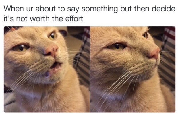 cat memes - When ur about to say something but then decide it's not worth the effort