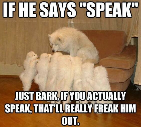 memes - funny animal memes for kids clean - If He Says "Speak" Just Bark, If You Actually Speak, That'Ll Really Freak Him Out.