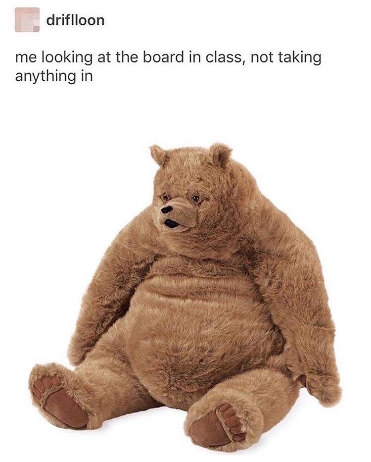 memes - teddy bear meme - driflloon me looking at the board in class, not taking anything in