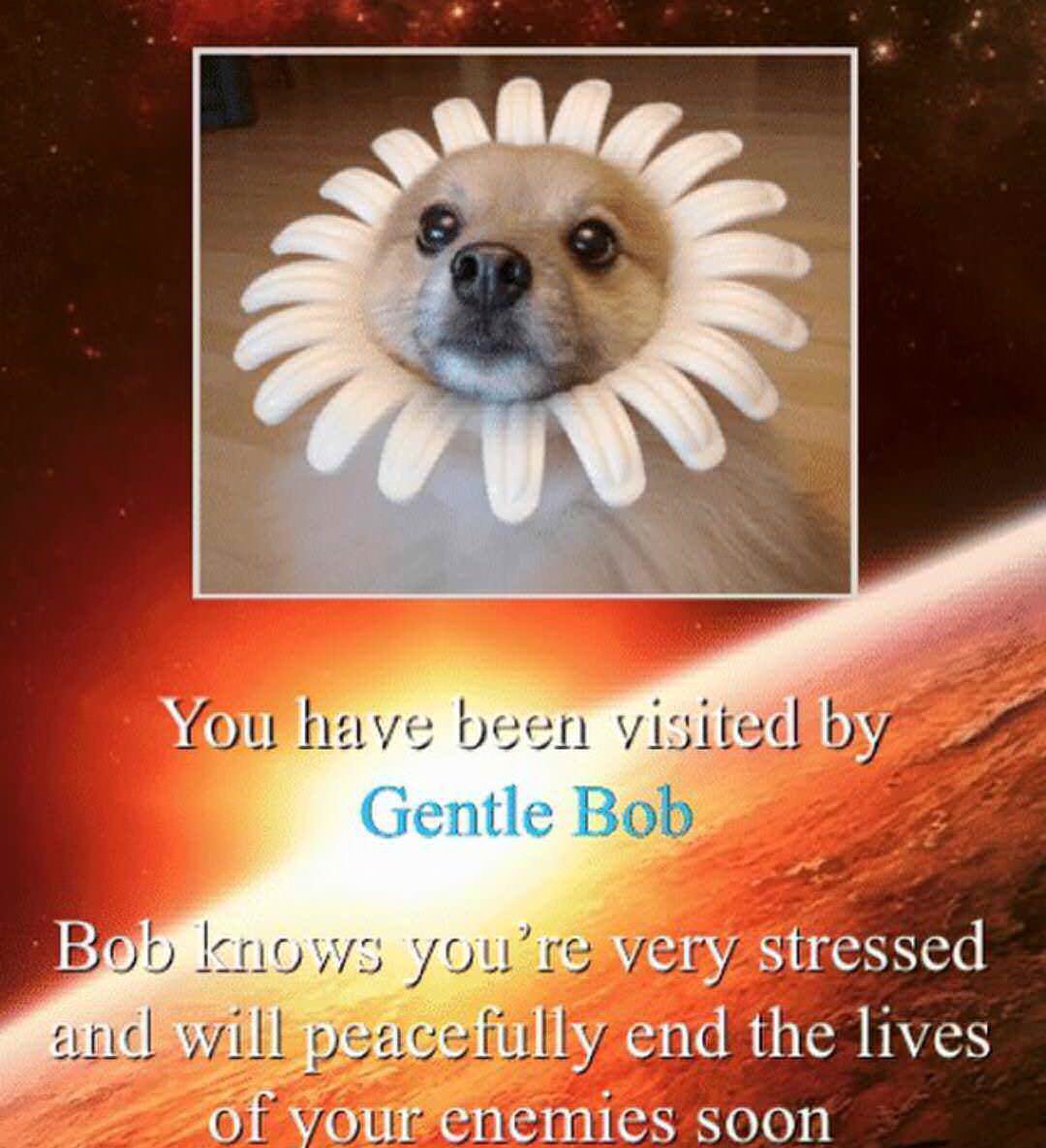 memes - gentle bob - You have been visited by Gentle Bob Bob knows you're very stressed and will peacefully end the lives of your enemies soon