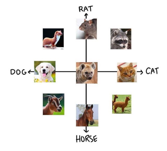 memes - dog cat horse