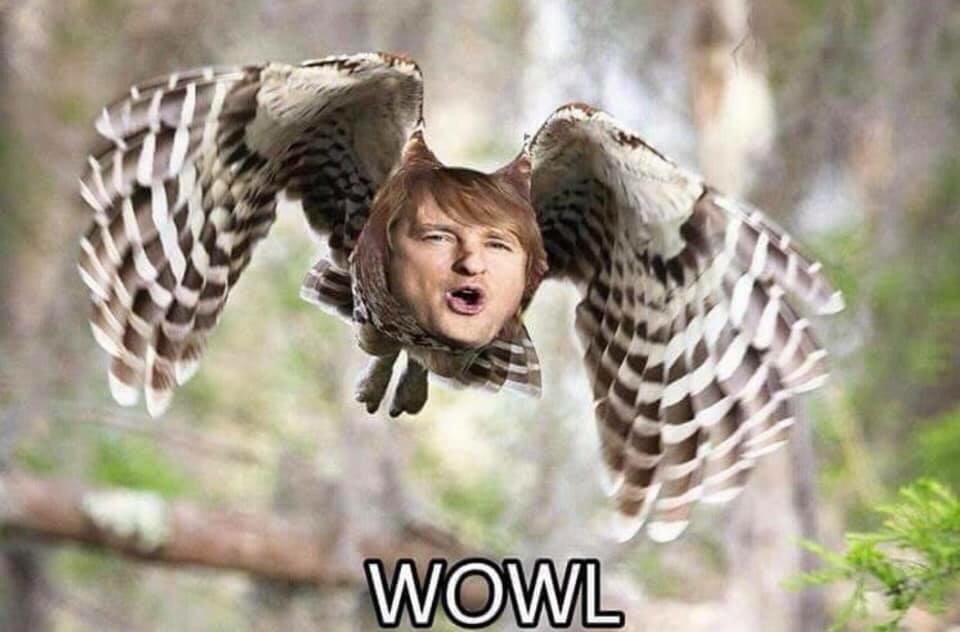 memes - owen wilson wow owl - Wowl