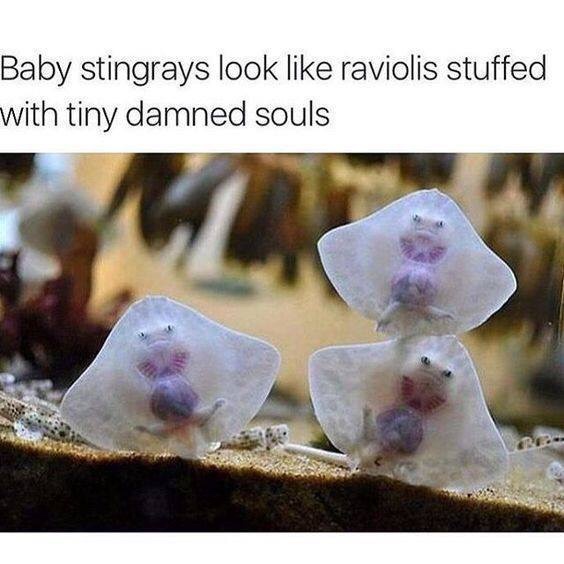 dank memes stingray funny - Baby stingrays look raviolis stuffed with tiny damned souls