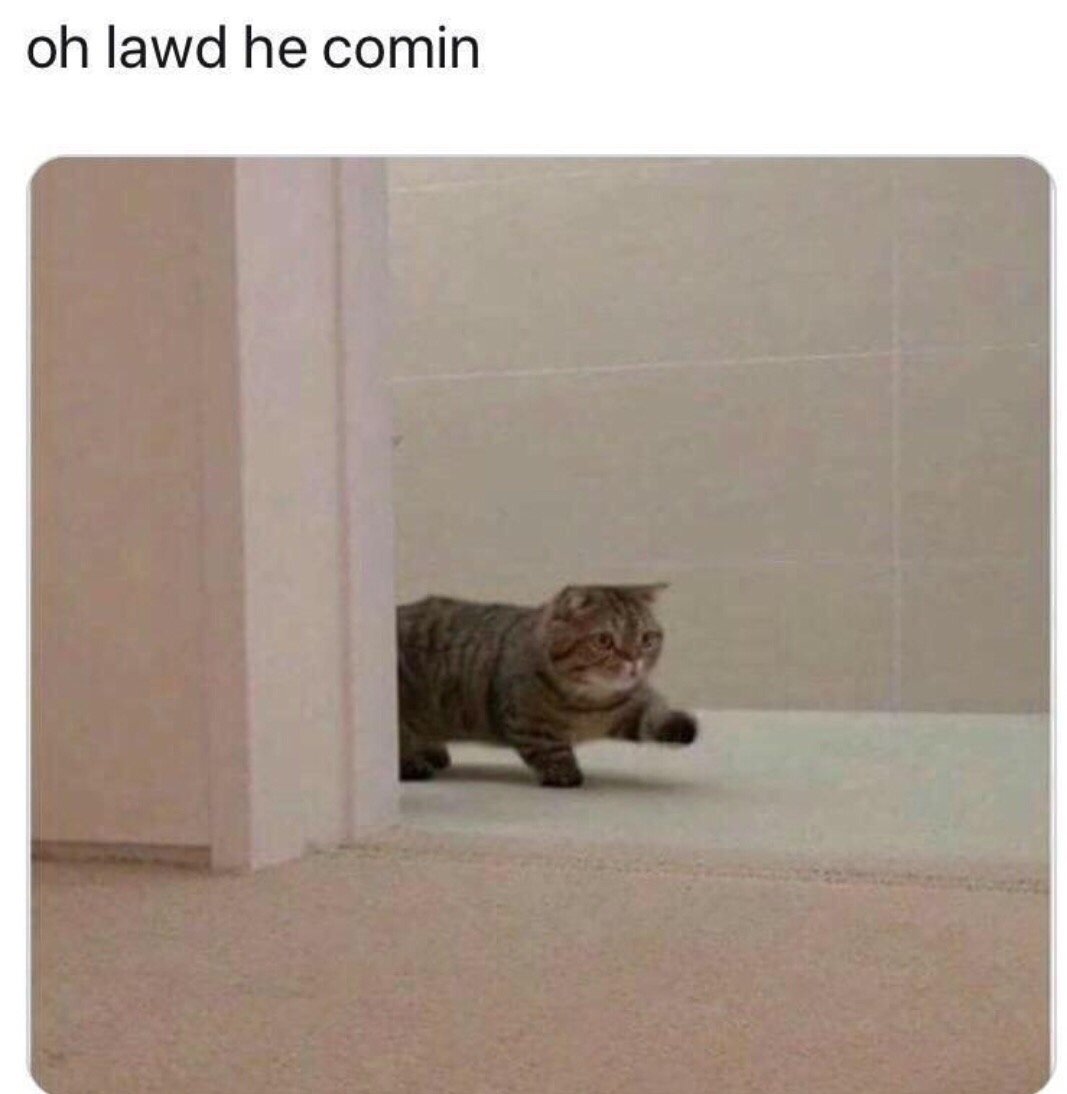 dank memes oh lawd he comin cat - oh lawd he comin