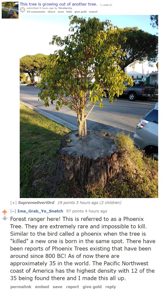 memes - cut you down meme - This tree is growing out of the tree Sup e riord 19 point hours ago 2 children Ima_Grab_Ye_Snatch 97 points chours ago Forest ranger here! This is referred to as a Phoenix Tree. They are extremely rare and impossible to kill Si