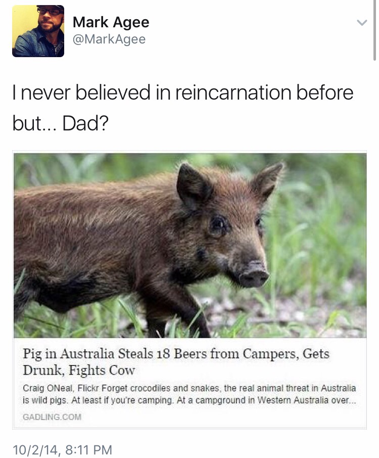 memes - pig gets drunk fights cow - Mark Agee I never believed in reincarnation before but... Dad? Pig in Australia Steals 18 Beers from Campers, Gets Drunk, Fights Cow Craig ONeal, Flickr Forget crocodiles and snakes, the real animal threat in Australia 