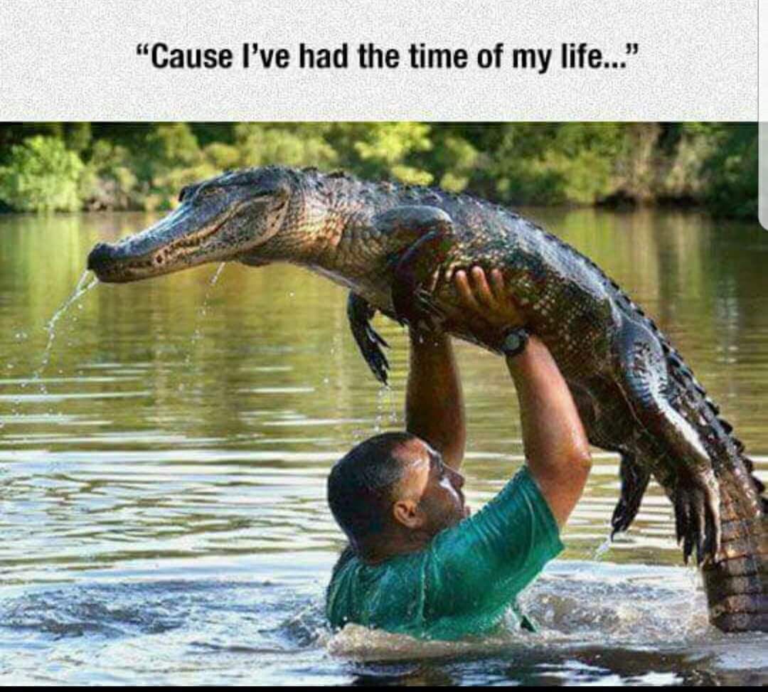 memes - had the time of my life alligator - "Cause I've had the time of my life.