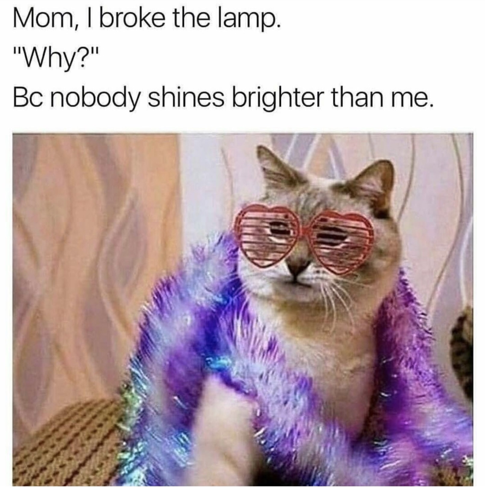 memes - no one shines brighter than me cat meme - Mom, I broke the lamp. "Why?" Bc nobody shines brighter than me.