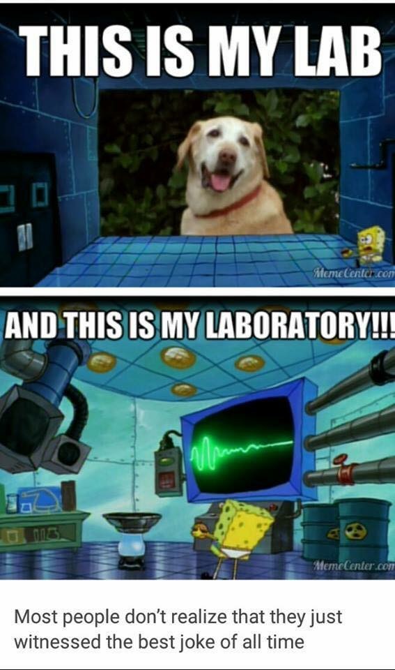 memes - spongebob this is my lab - This Is My Lab Stemelenter.com And This Is My Laboratory!!! MemeCenter.com Most people don't realize that they just witnessed the best joke of all time